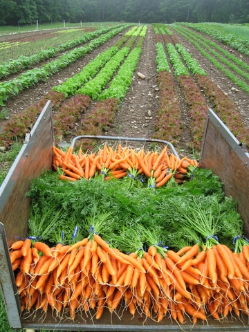 Fresh harvested crops like tomatoes or vegetables