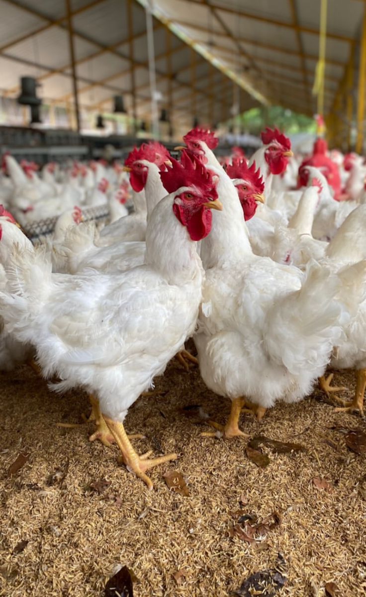 Healthy livestock on a farm