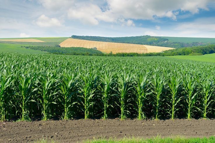 Vibrant image of healthy crops in a field, symbolizing cultivation.
